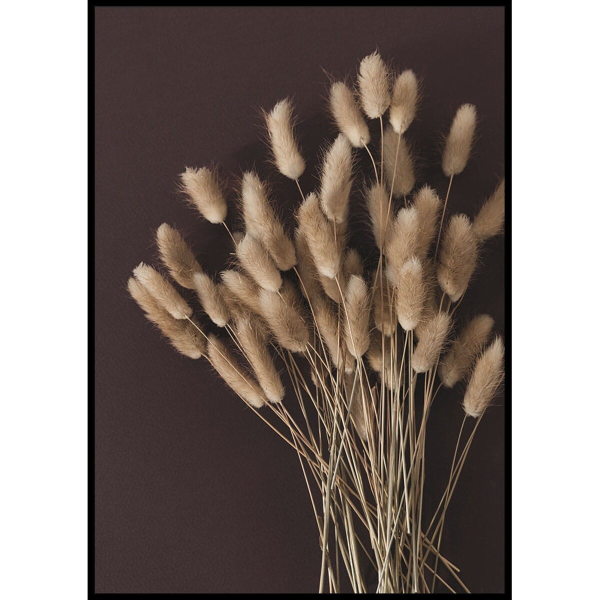 plakat suszona trawa ogon królika 30x40 cm