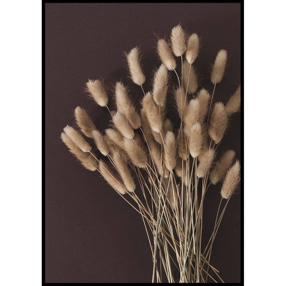 plakat suszona trawa ogon królika 30x40 cm