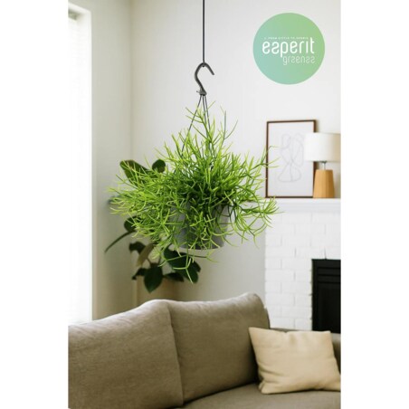 Rhipsalis heteroclada–roślina wisząca – doniczka Ø 17 cm – wysokość 25 cm