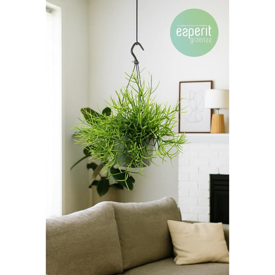 Rhipsalis heteroclada–roślina wisząca – doniczka Ø 17 cm – wysokość 25 cm