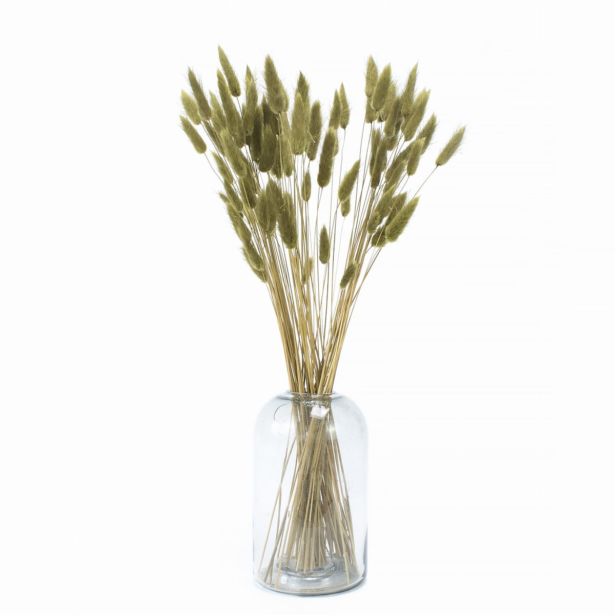 Lagurus Suszony Oliwkowy - Dmuszek jajowaty 70 szt.