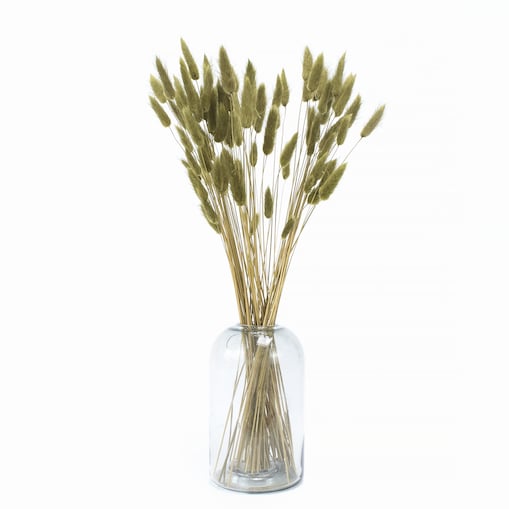 Lagurus Suszony Oliwkowy - Dmuszek jajowaty 70 szt.