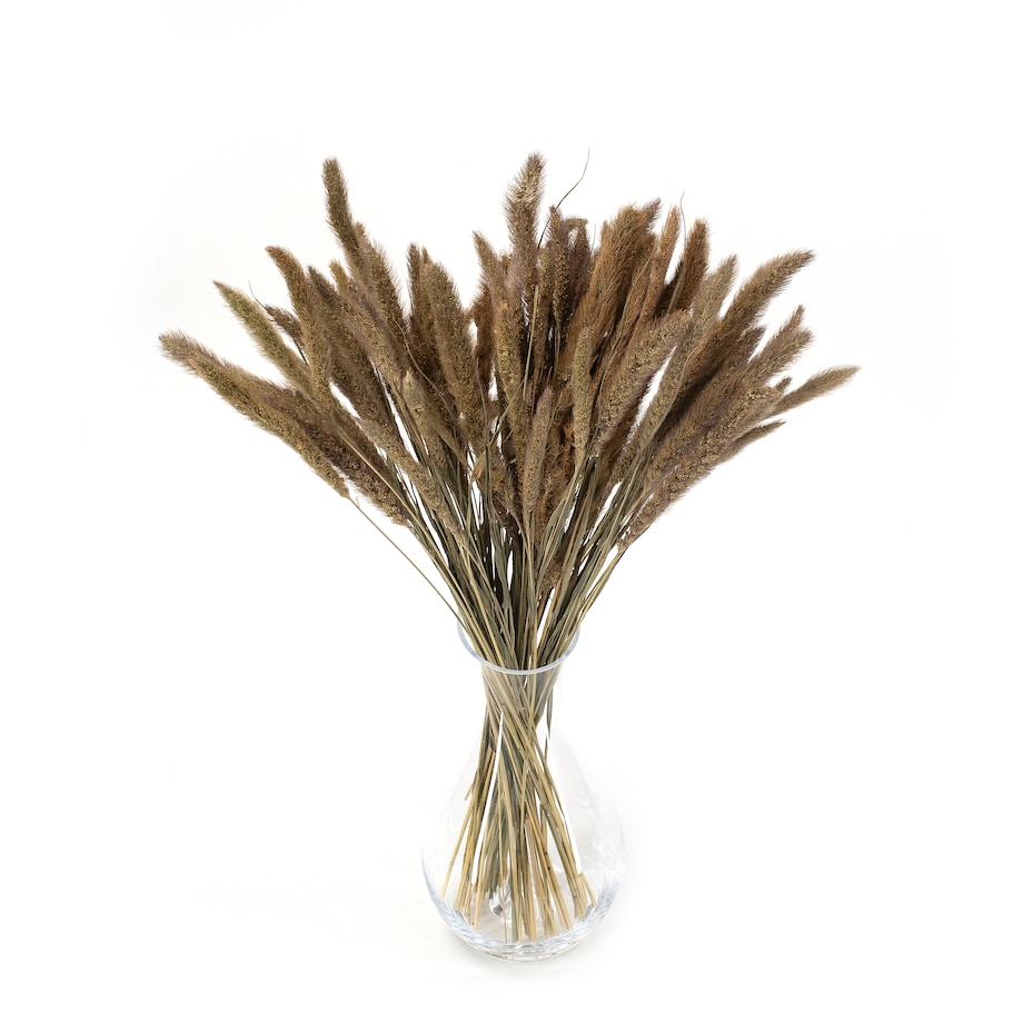 Suszona setaria naturalna - suszone trawy