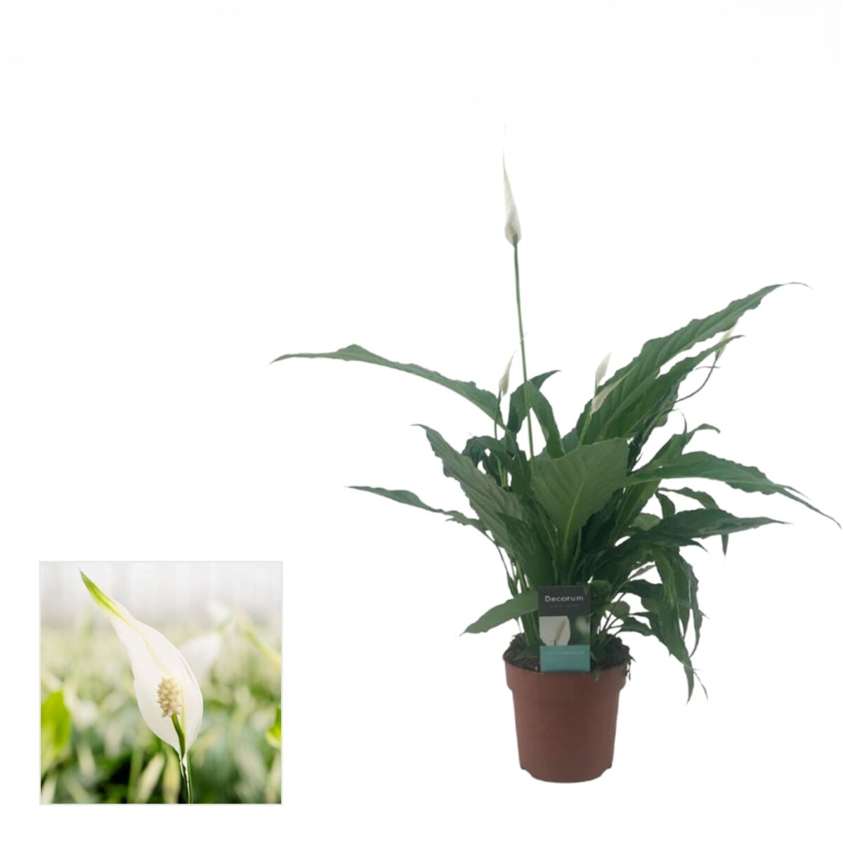 Spathiphyllum – Skrzydłokwiat Doniczka Ø13 cm | Wysokość ok. 50 cm
