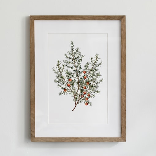 Plakat Jałowiec 30x40cm