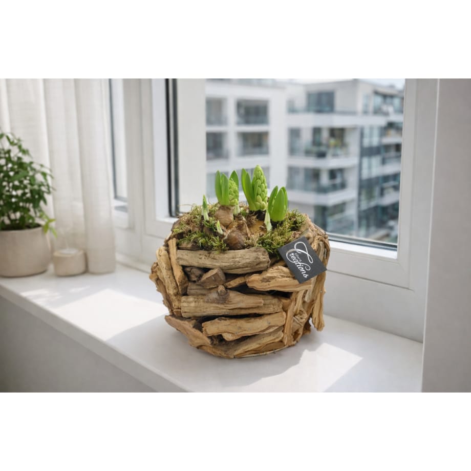 Kompozycja cebulowa z hiacyntów i narcyzów doniczka 23cm wysokość 25-40cm