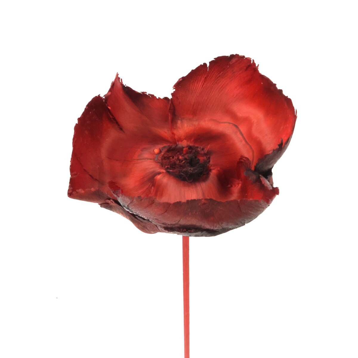 Kwiat orzechowca czerwony