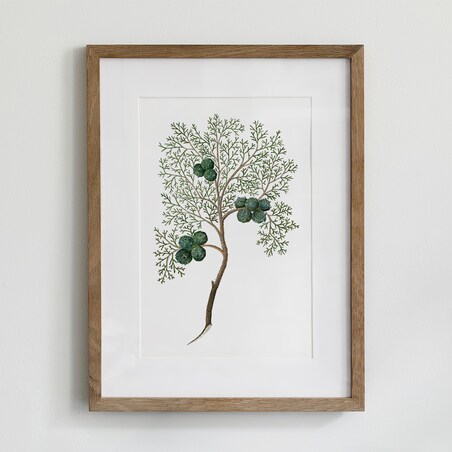 Plakat Cyprys 21x30cm