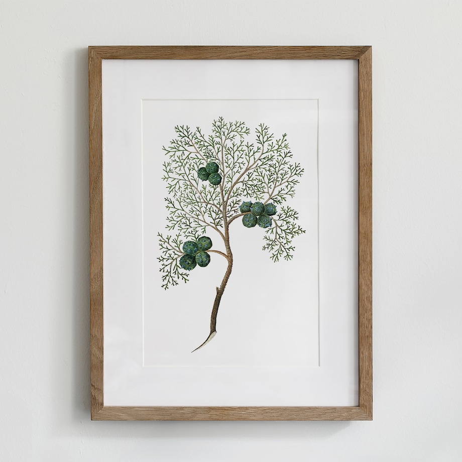 Plakat Cyprys 21x30cm