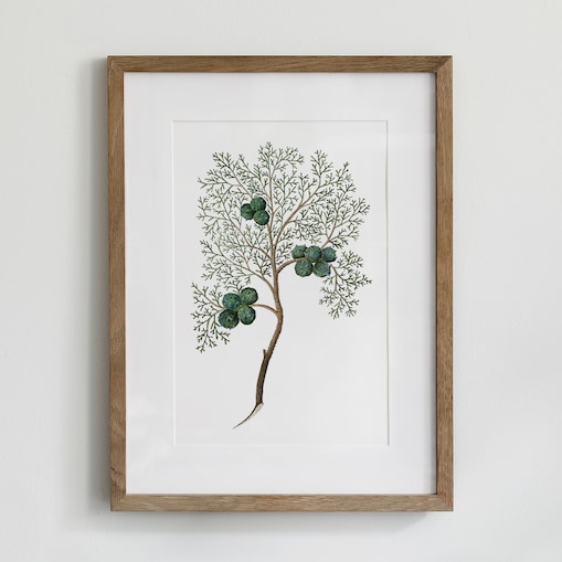 Plakat Cyprys 21x30cm