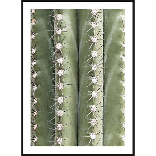 Poster Story, Plakat, Obraz - Kolce Kaktusa, wymiary 60 x 84 cm