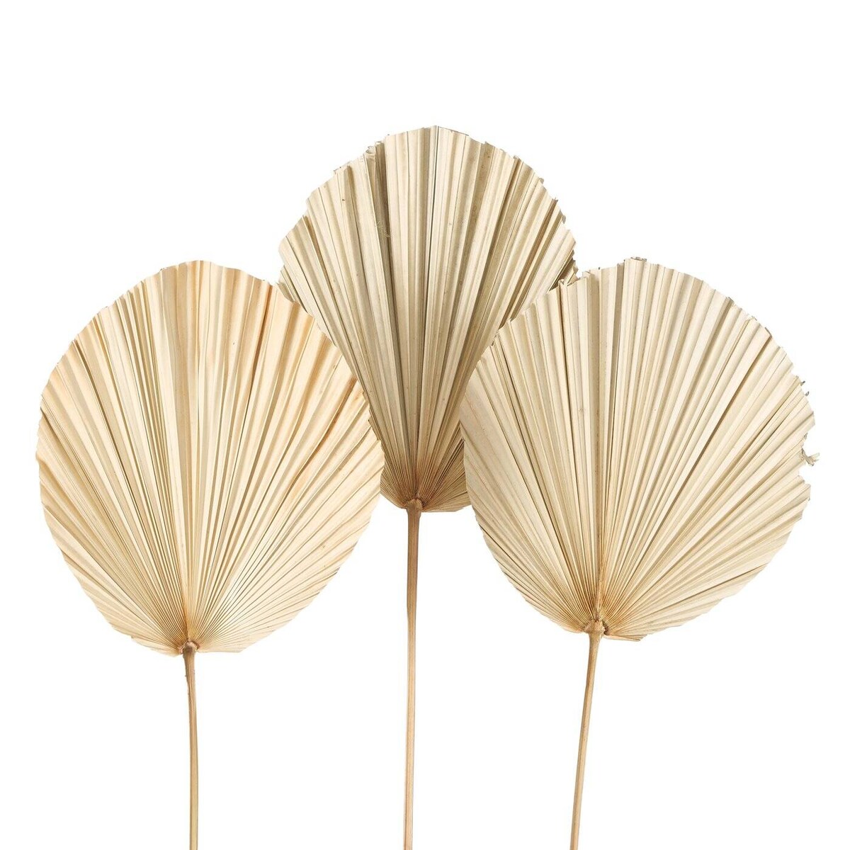 Liście palmy suszone ALYSJA, dekoracje ścienne, 3 sztuki