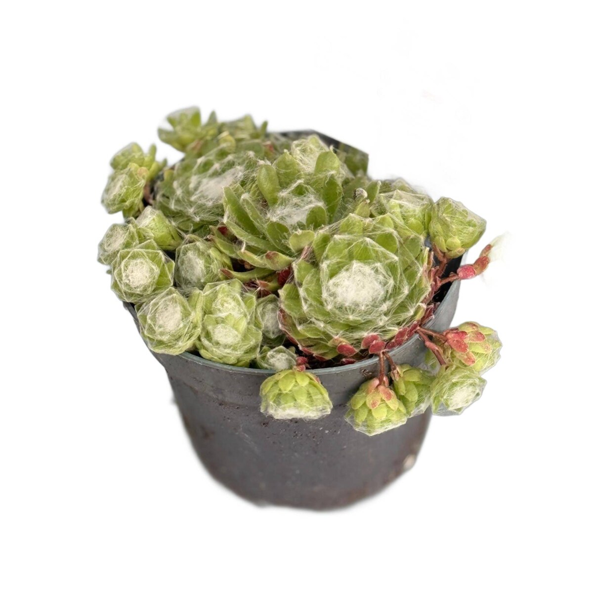 ROJNIK|Sempervivum doniczka 13cm wysokość 15cm