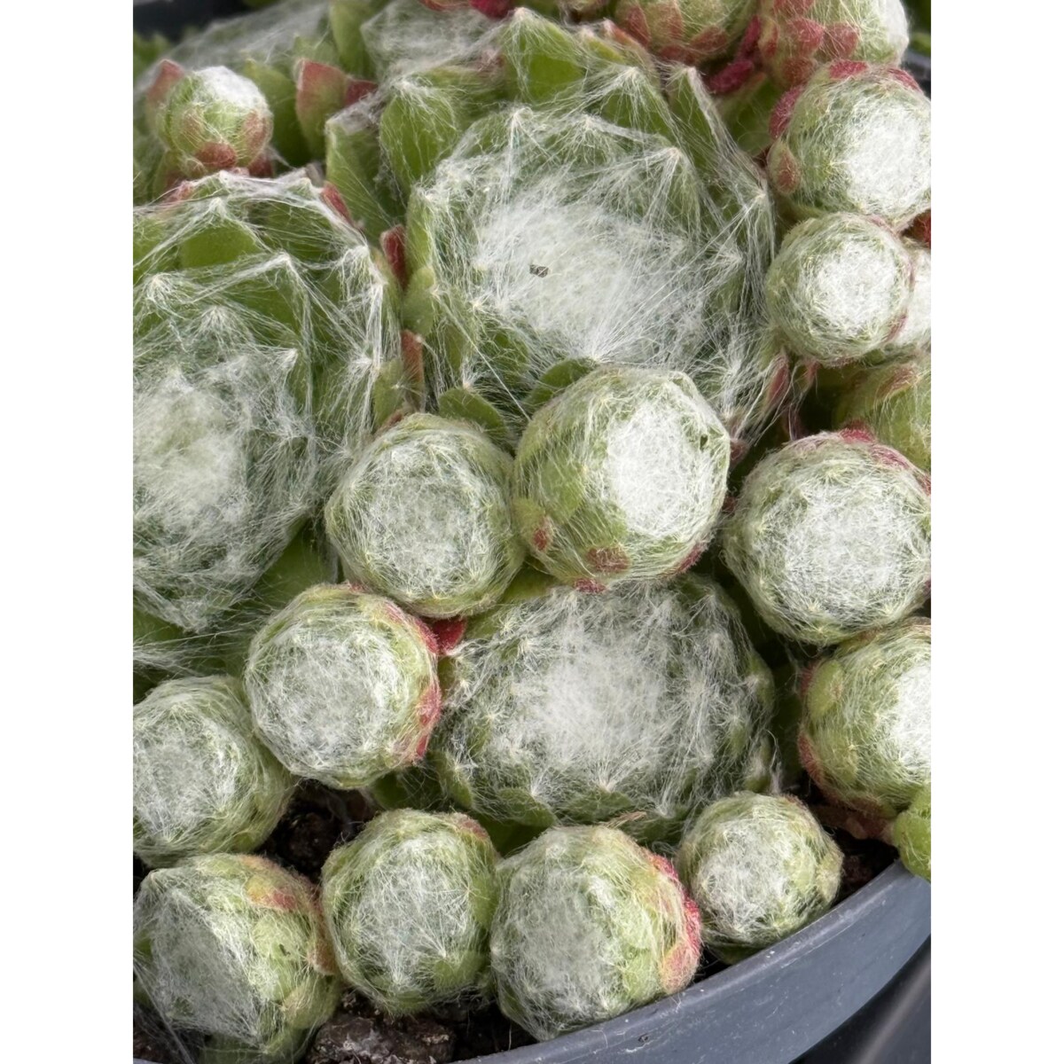 ROJNIK|Sempervivum doniczka 13cm wysokość 15cm