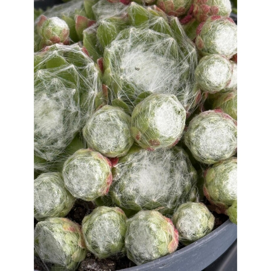 ROJNIK|Sempervivum doniczka 13cm wysokość 15cm