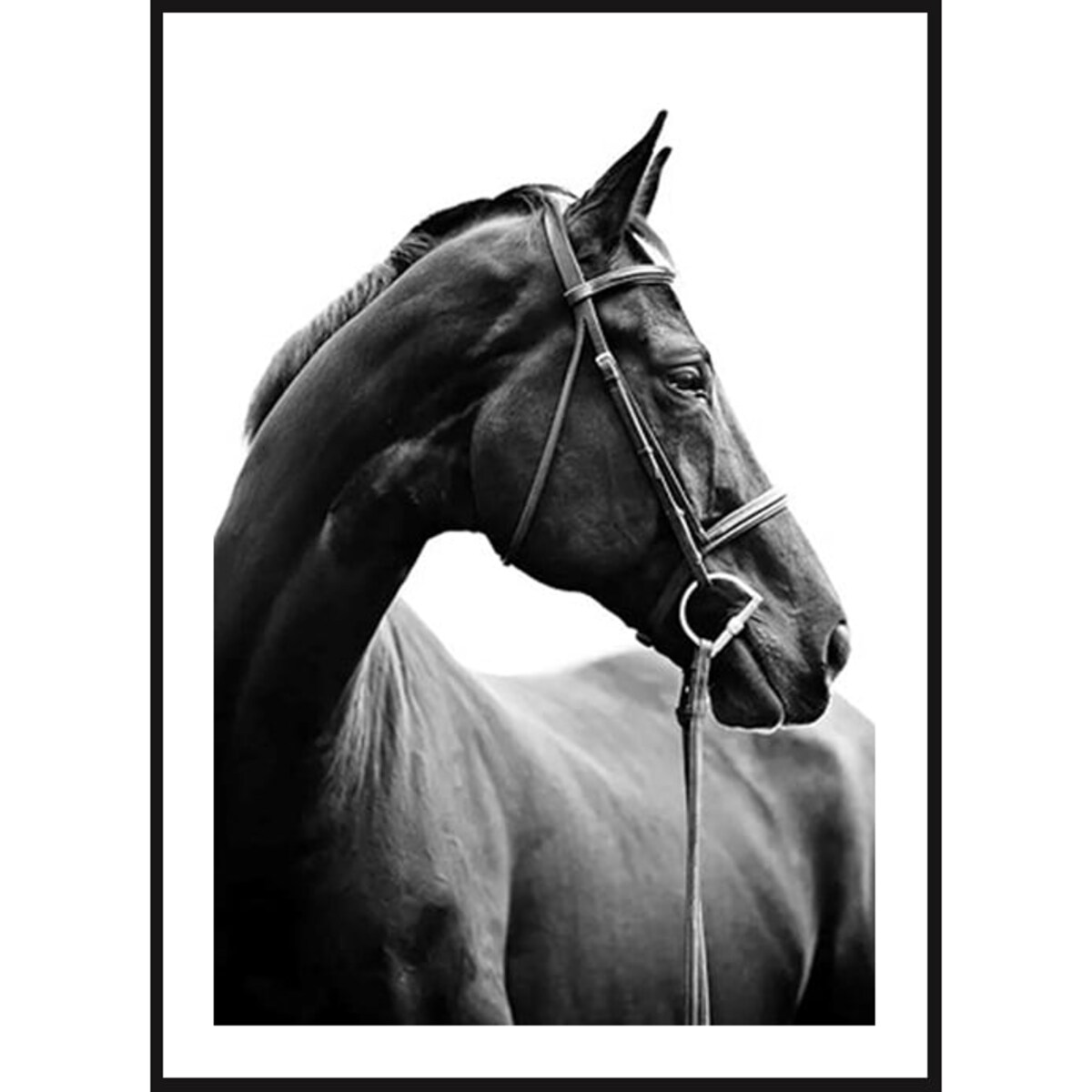 Poster Story, Plakat, Obraz - Profil Młodego Konia, wymiary 42 x 60 cm