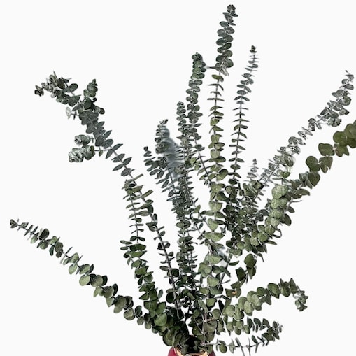 Eukaliptus Stabilizowany Baby