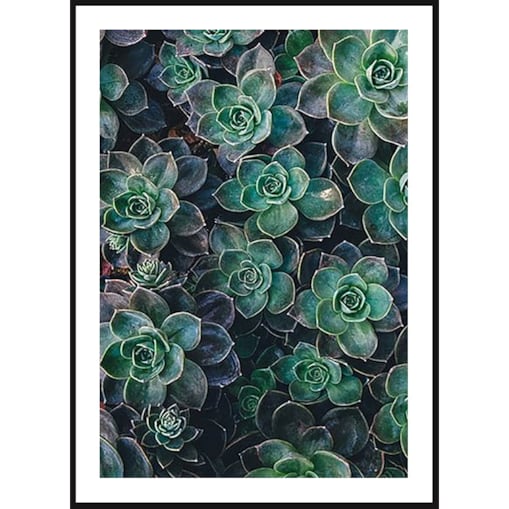 Poster Story, Plakat, Obraz - Sukulenty, wymiary 70 x 100 cm