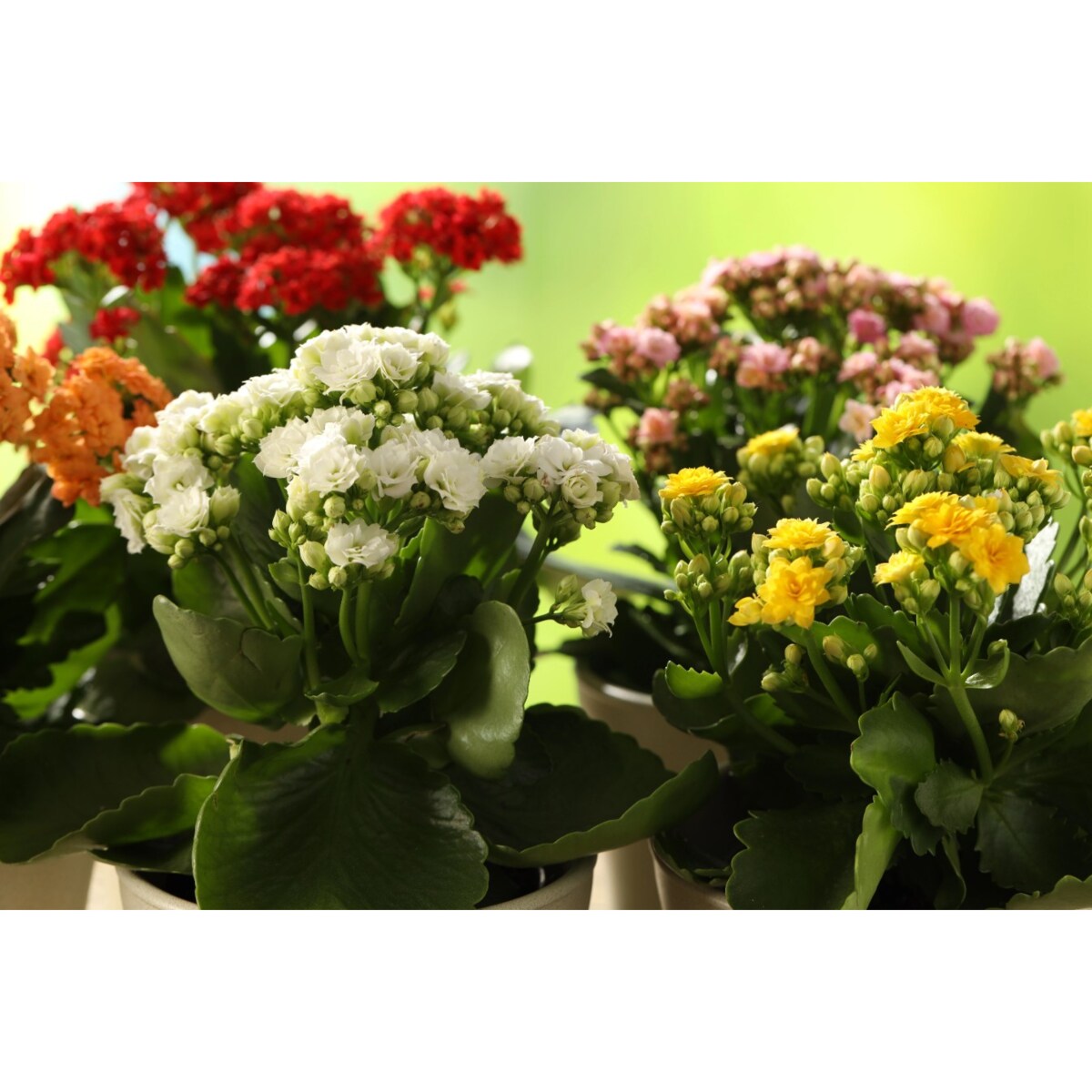 Kalanchoe blossfeldiana Happiness-mix 10 roślin Ø 12cm wysokość 24cm