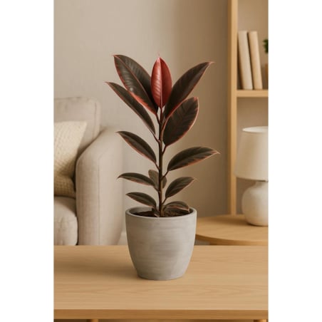 Ficus elastica Belize| Doniczka Ø 17 cm | Wysokość ok. 55 cm