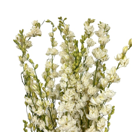 Ostróżka Suszona Biała