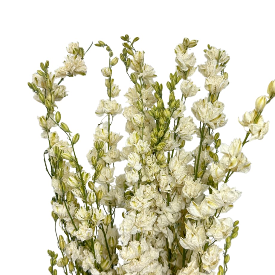 Ostróżka Suszona Biała