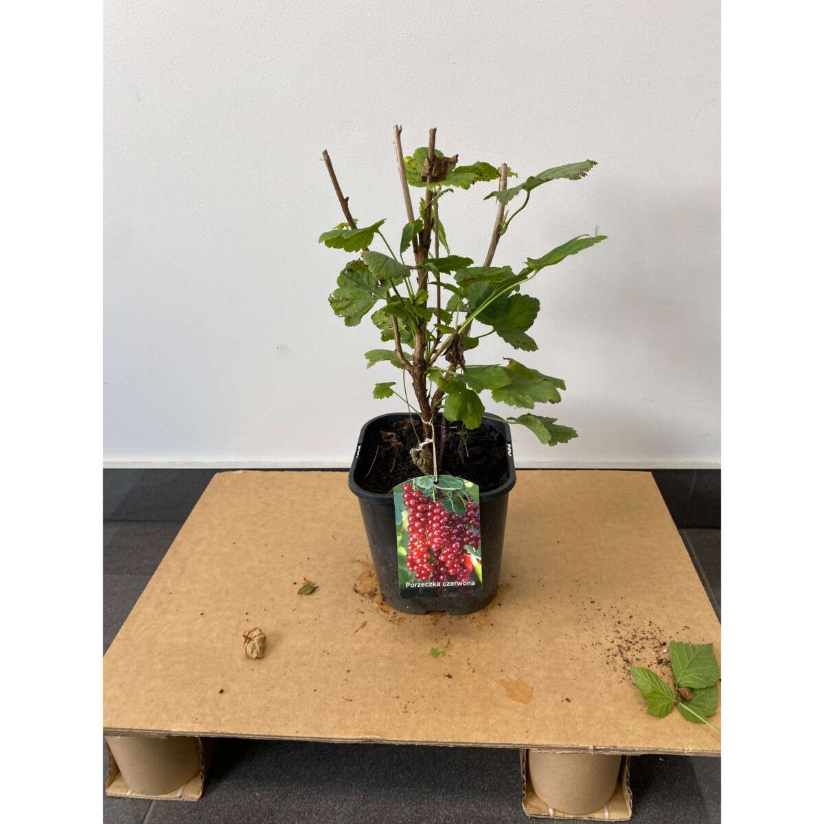 Porzeczka czerwona-Ribes rubrum Doniczka Ø 19 cm – Wysokość ok. 70 cm