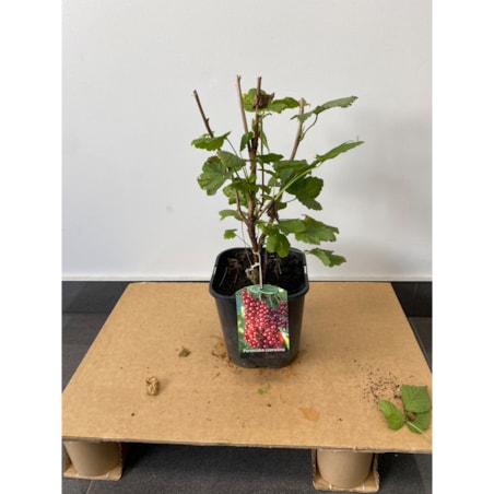 Porzeczka czerwona-Ribes rubrum Doniczka Ø 19 cm – Wysokość ok. 70 cm