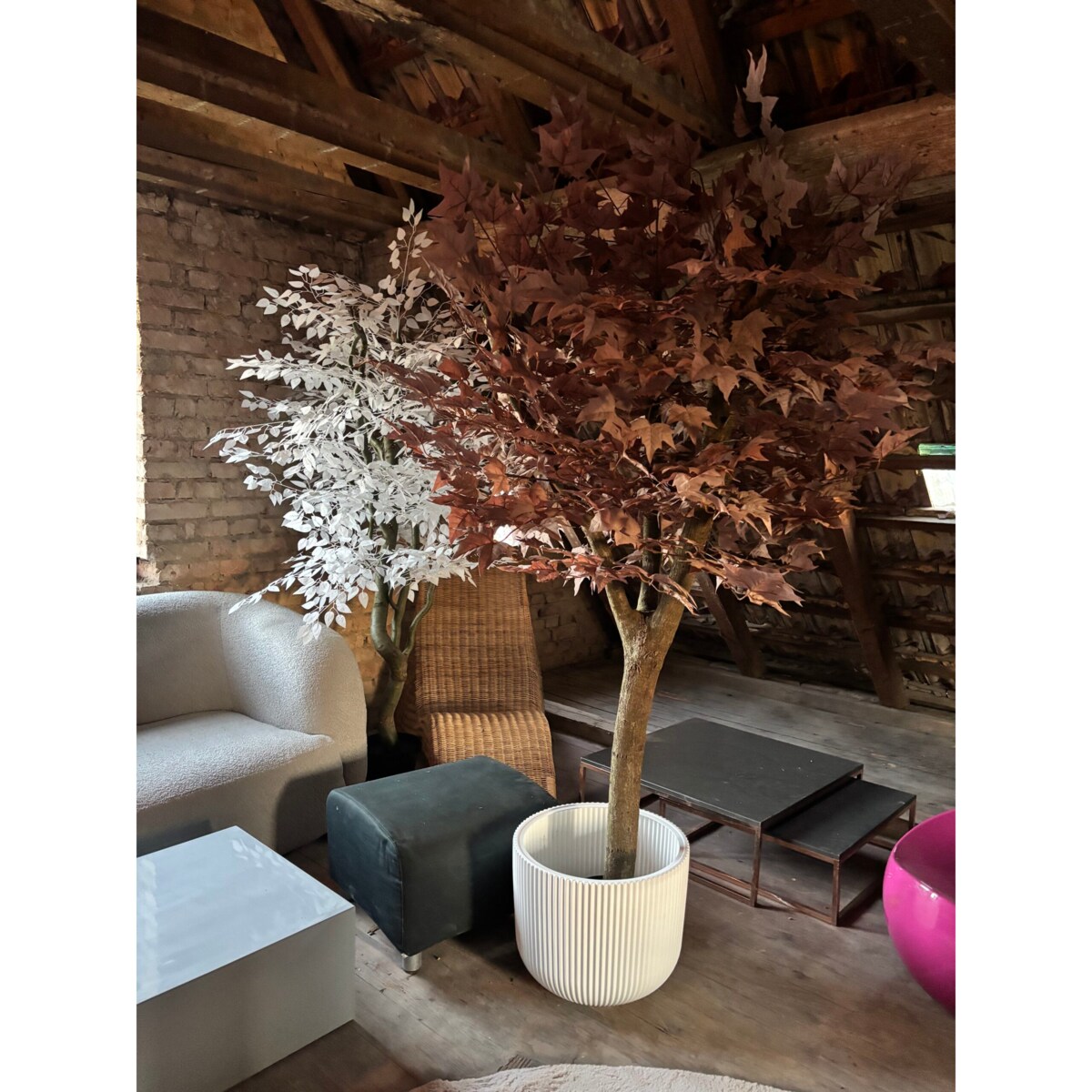 Drzewo klon w kolorze kawy z mlekiem 200 cm na naturalnym pniu