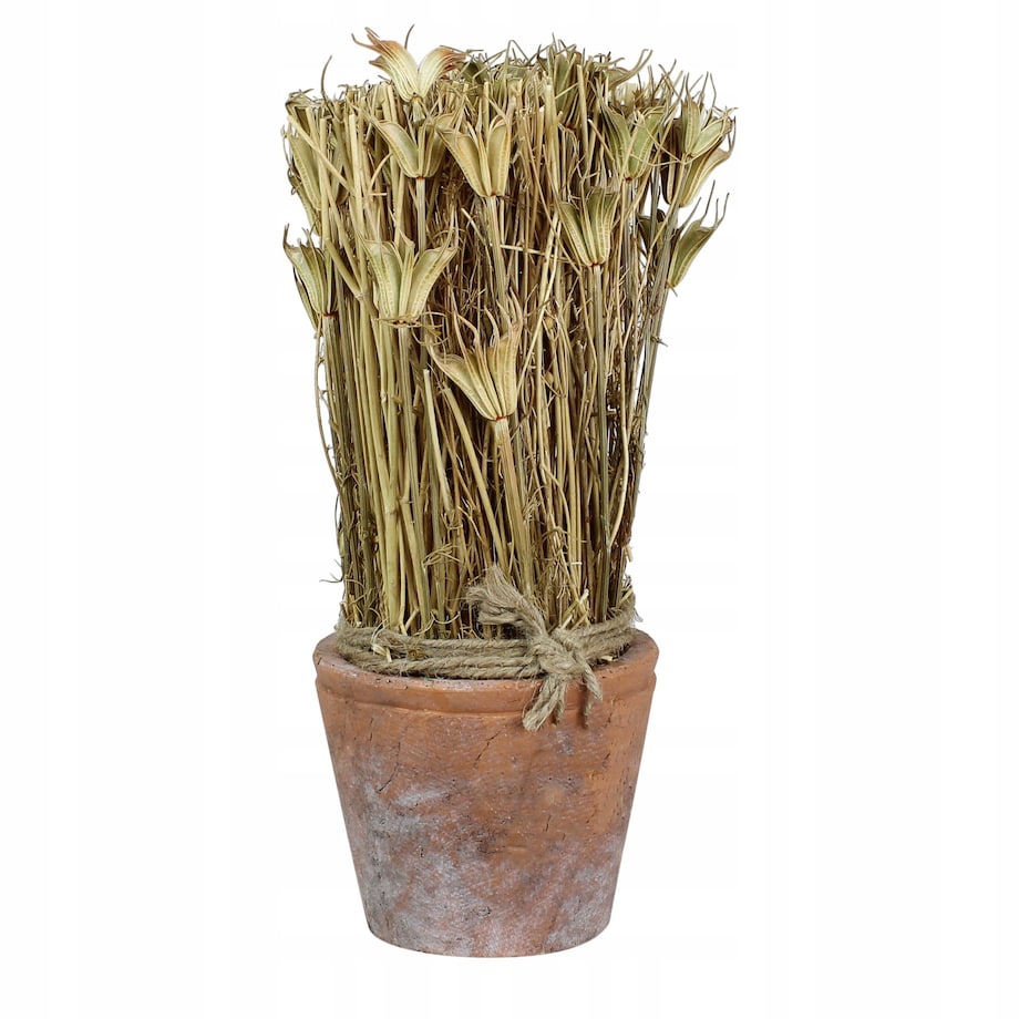 SUSZONA ROŚLINA w doniczce z terakoty wys. 27cm