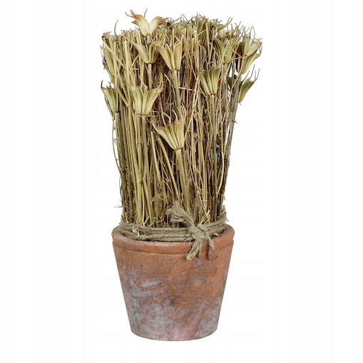 SUSZONA ROŚLINA w doniczce z terakoty wys. 27cm