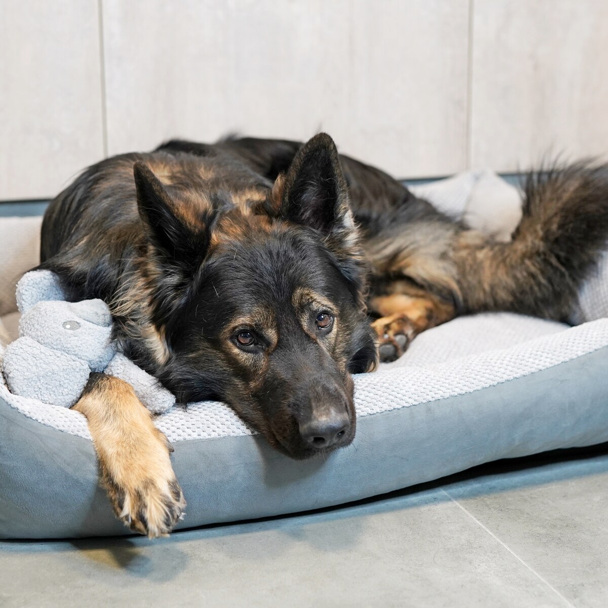Przytulne legowisko dla psa TEO, 60x40 cm, Szary