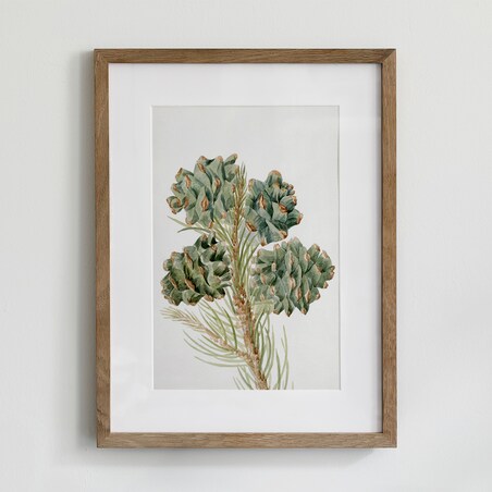 Plakat Gałązka Sosny z Szyszkami 30x40cm