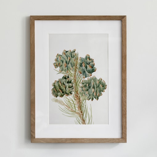 Plakat Gałązka Sosny z Szyszkami 30x40cm