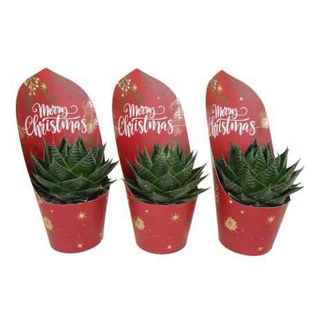 Zestaw 3 roślin Aloe-etykieta świąteczna Ø10,5 cm | Wysokość 27 cm