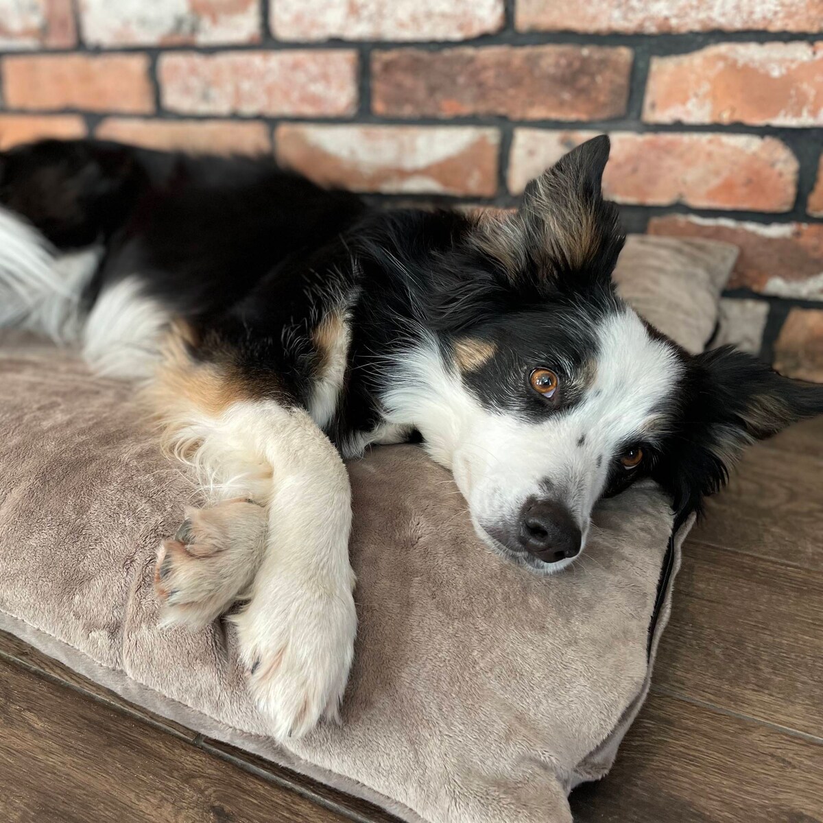 Miękka poduszka dla psa MALIBU, 100x80 cm, Brąz