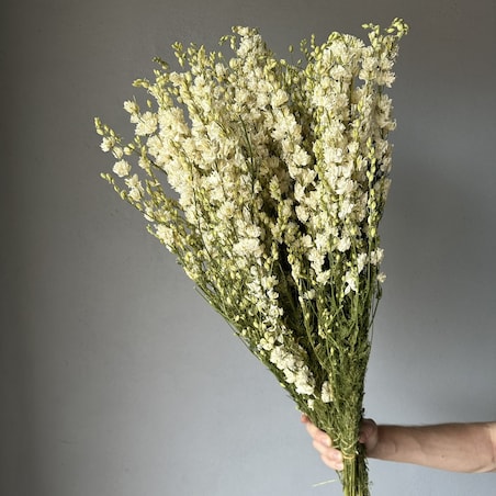 Ostróżka Suszona Biała