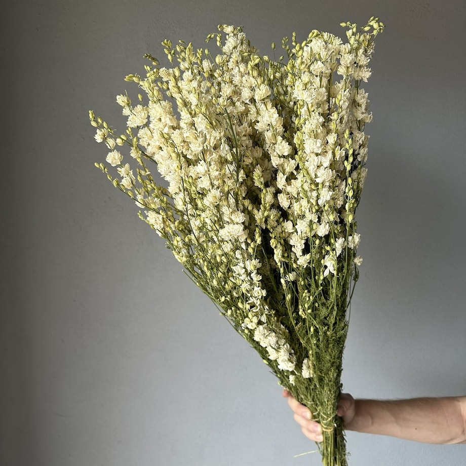 Ostróżka Suszona Biała