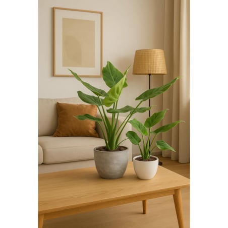 Alocasia cucullata | Doniczka Ø 17 cm | Wysokość ok. 50 cm