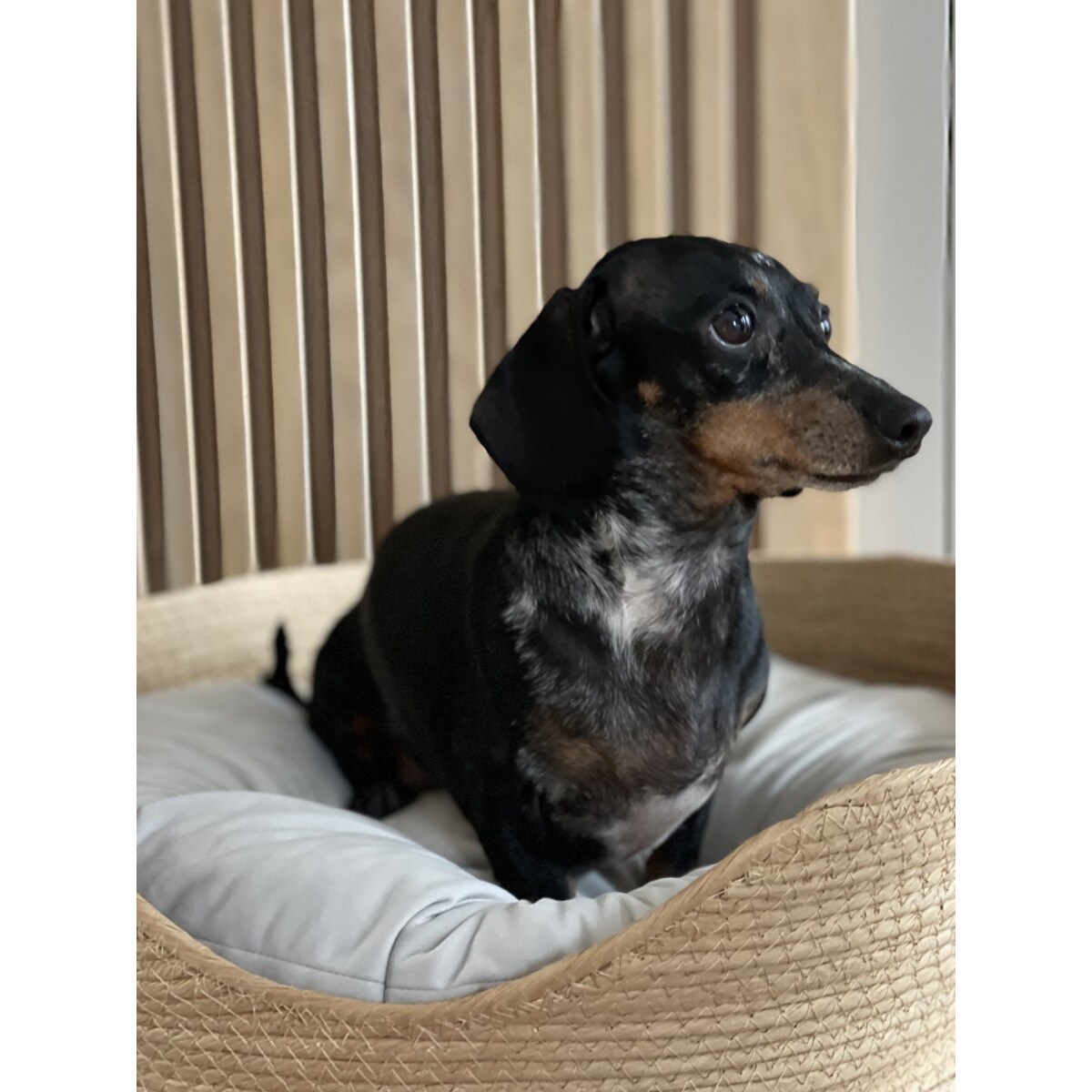 Legowisko Marbella antracyt