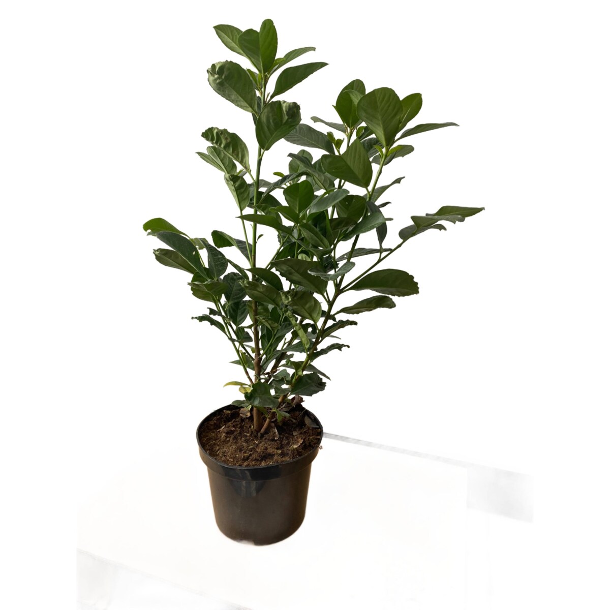 Prunus laur. Caucasica Laurowiśnia Doniczka Ø 19 cm – Wysokość ok. 80 cm