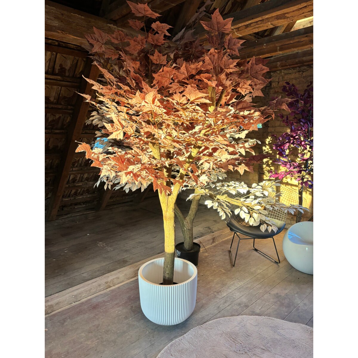 Drzewo klon w kolorze kawy z mlekiem 200 cm na naturalnym pniu