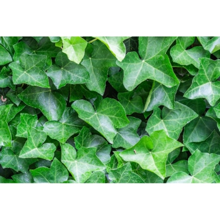 BLUSZCZ POSPOLITY| Hedera Wonder doniczka 13cm wysokość 20cm