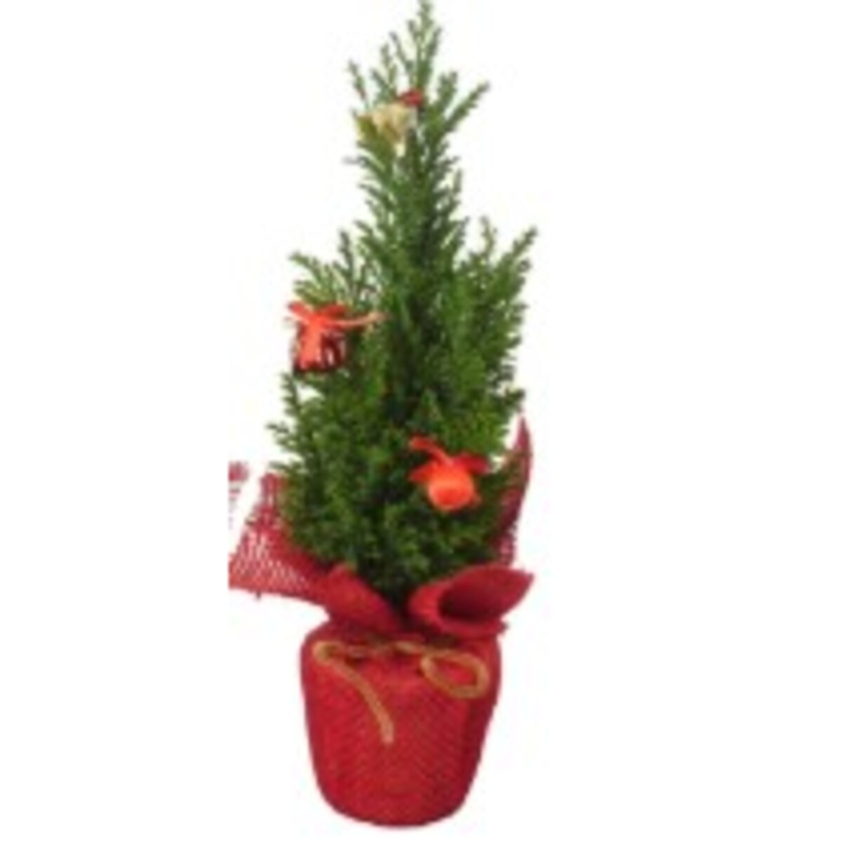 Chamaecyparis | Cyprysik z dekoracją świąteczną Doniczka Ø9 cm | Wysokość ok. 32 cm