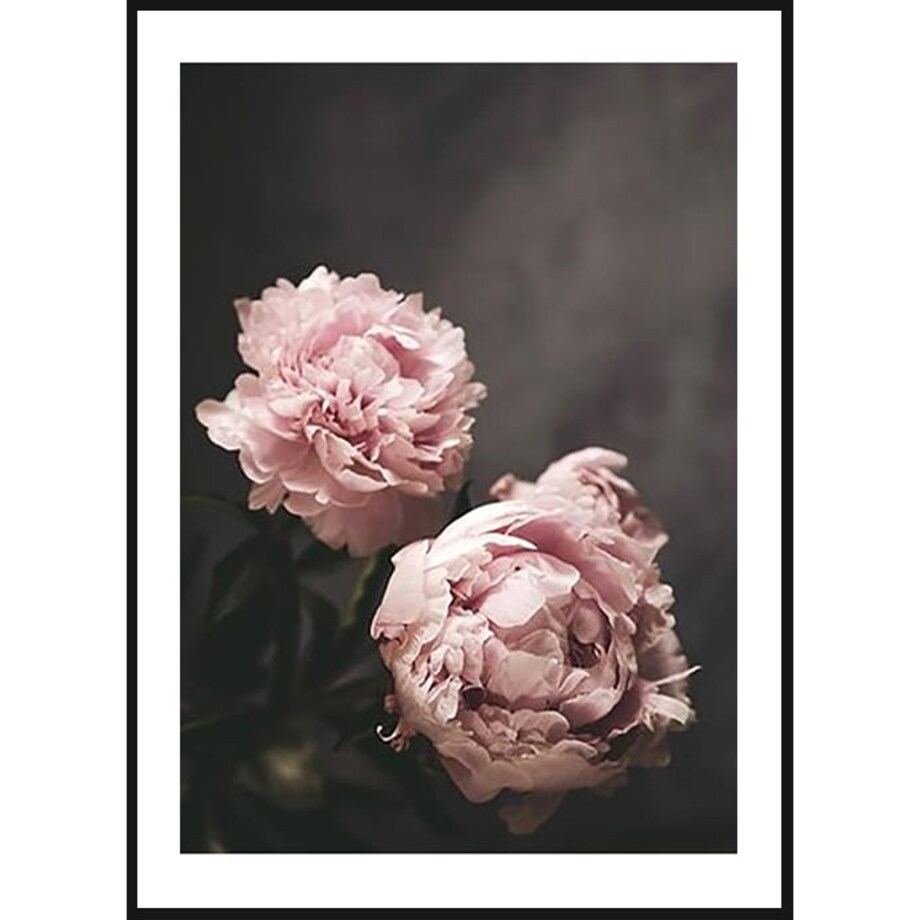 Poster Story, Plakat, Obraz - Różowe Piwonie na Ciemnym Tle, wymiary 30 x 42 cm
