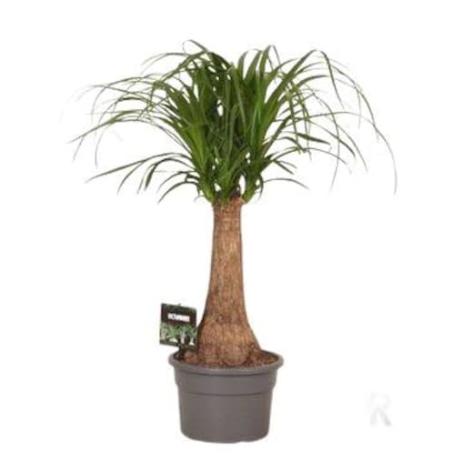Beaucarnea – Nolina – Noga Słonia XXL | Doniczka Ø 19 cm | Wysokość ok. 60 cm