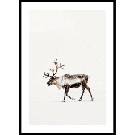 Poster Story, Plakat, Obraz - Renifer w Śniegu, wymiary 50 x 70 cm