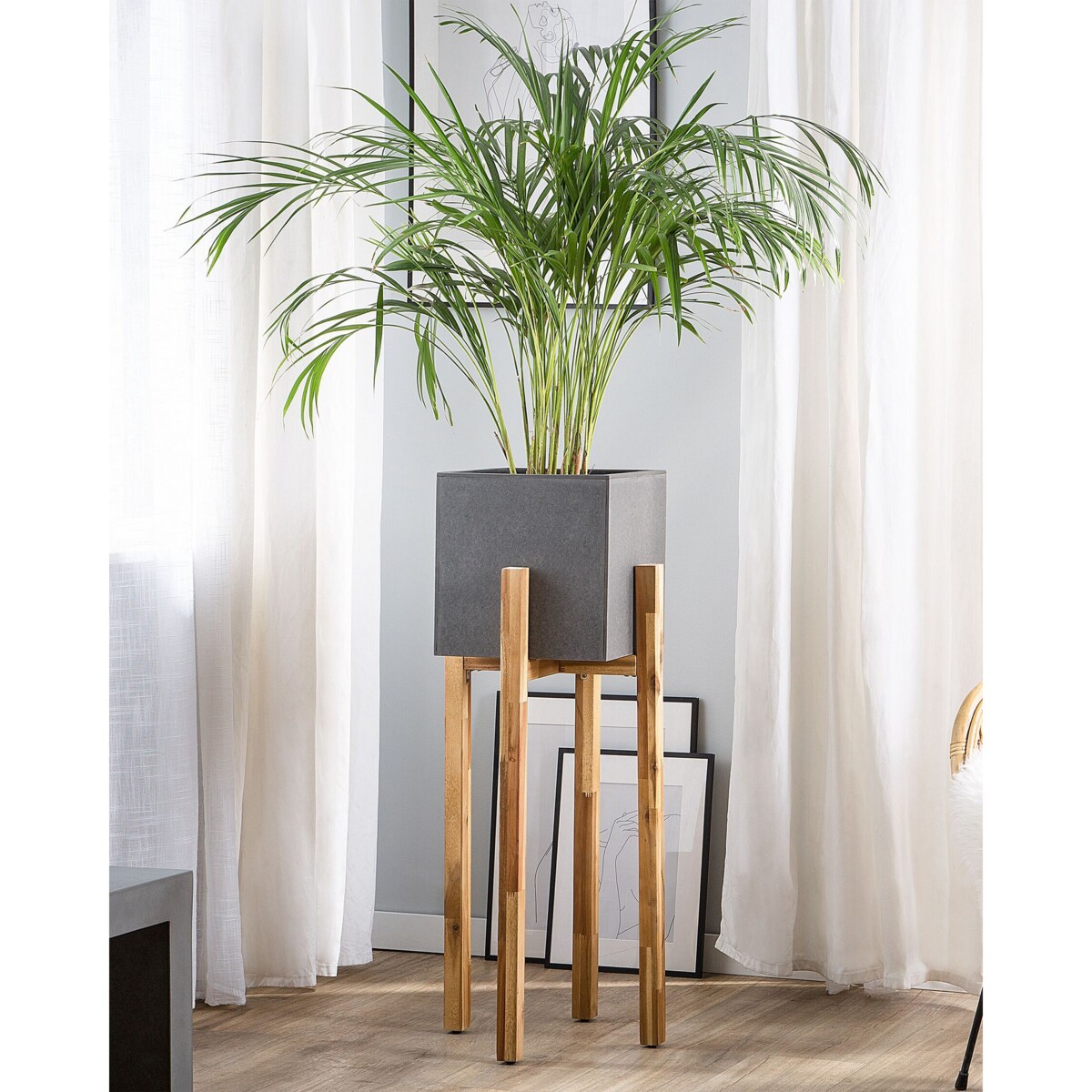 Kwietnik szary DRIMOS