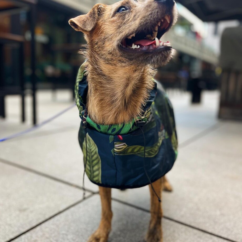 Płaszcz przeciwdeszczowy dla psa Psikolaż - Rozmiar: XL