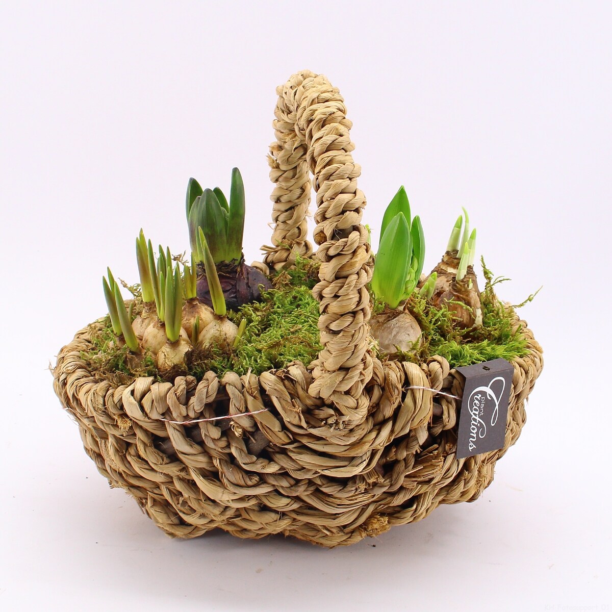 Kompozycja cebulowa z narcyzów, hyiacyntów i muscari Ø30cm wysokość 20-40cm